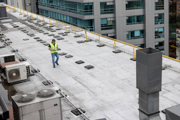 Best Roof Moss and Algae Removal  in Forest View, IL